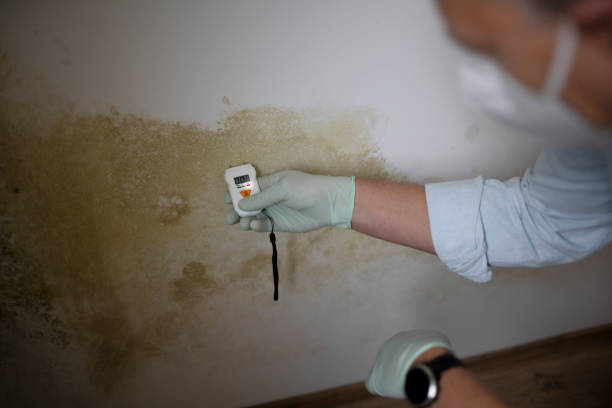 Best Certified Mold Removal  in Sandy Valley, NV