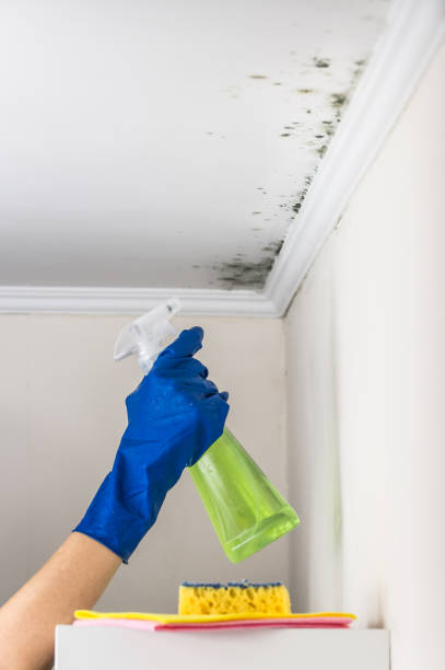 Best Mold Removal Specialists  in Sandy Valley, NV